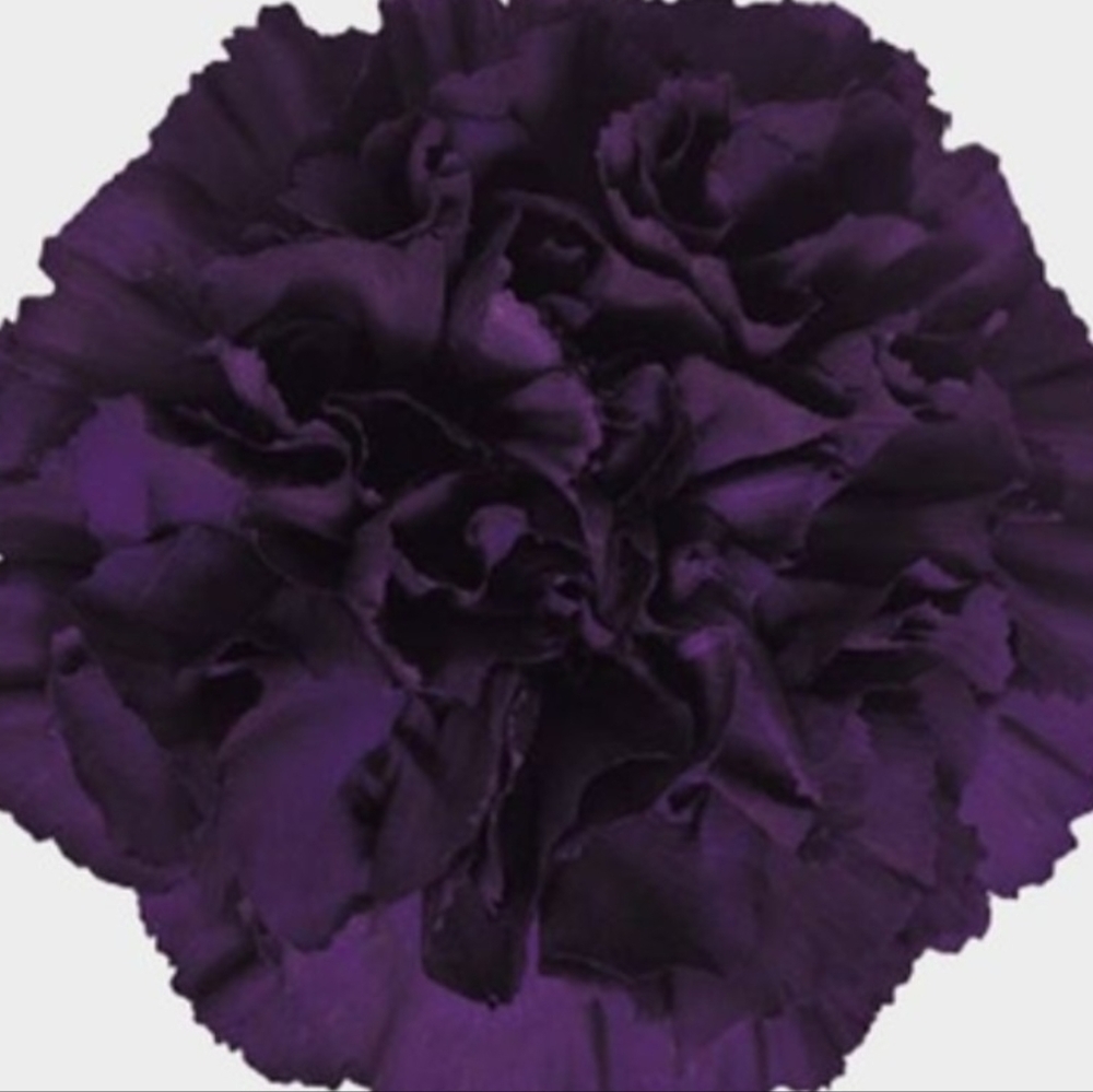 Meet your Posher, Willows